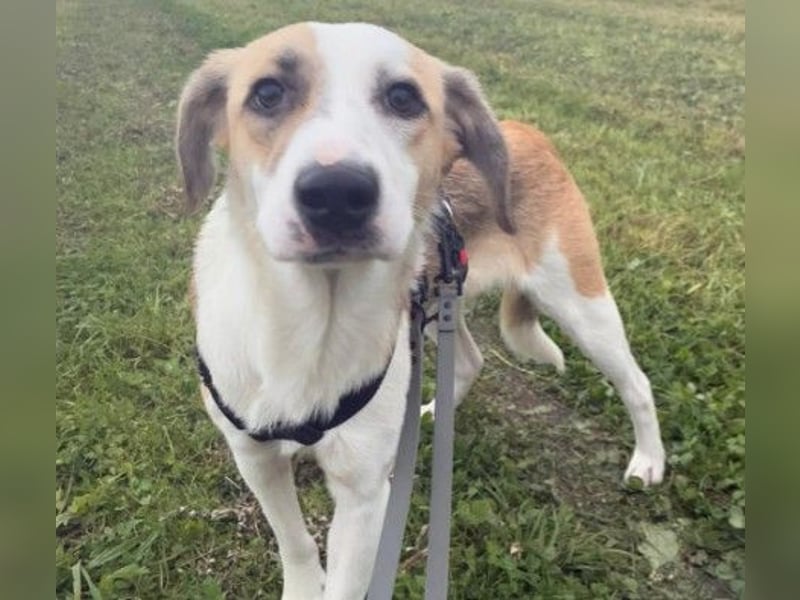 KLARA  - zauberhafte Junghündin sucht ihre Familie KLARA  - zauberhafte Junghündin sucht ihre Familie