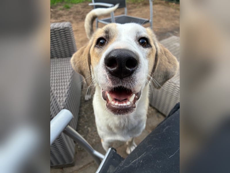 KLARA  - zauberhafte Junghündin sucht ihre Familie KLARA  - zauberhafte Junghündin sucht ihre Familie