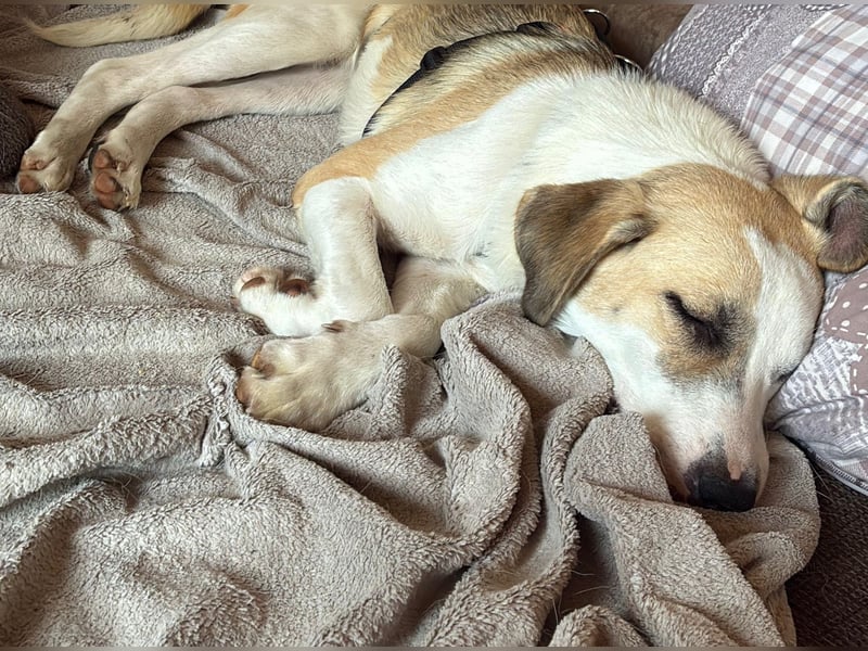 KLARA  - zauberhafte Junghündin sucht ihre Familie KLARA  - zauberhafte Junghündin sucht ihre Familie