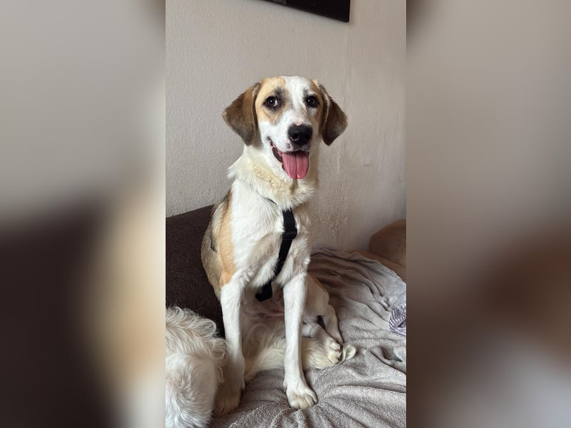 KLARA  - zauberhafte Junghündin sucht ihre Familie KLARA  - zauberhafte Junghündin sucht ihre Familie