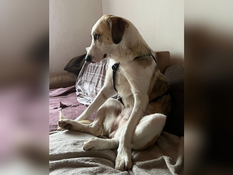 KLARA  - zauberhafte Junghündin sucht ihre Familie KLARA  - zauberhafte Junghündin sucht ihre Familie