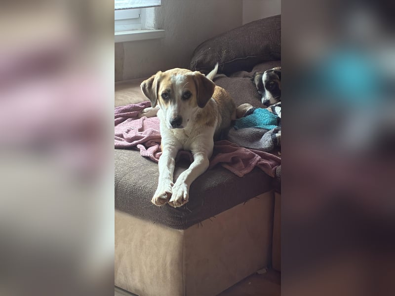 KLARA  - zauberhafte Junghündin sucht ihre Familie KLARA  - zauberhafte Junghündin sucht ihre Familie