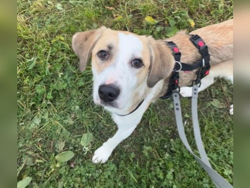 KLARA  - zauberhafte Junghündin sucht ihre Familie KLARA  - zauberhafte Junghündin sucht ihre Familie