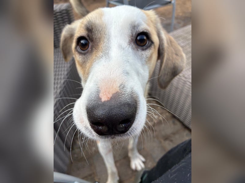 KLARA  - zauberhafte Junghündin sucht ihre Familie KLARA  - zauberhafte Junghündin sucht ihre Familie