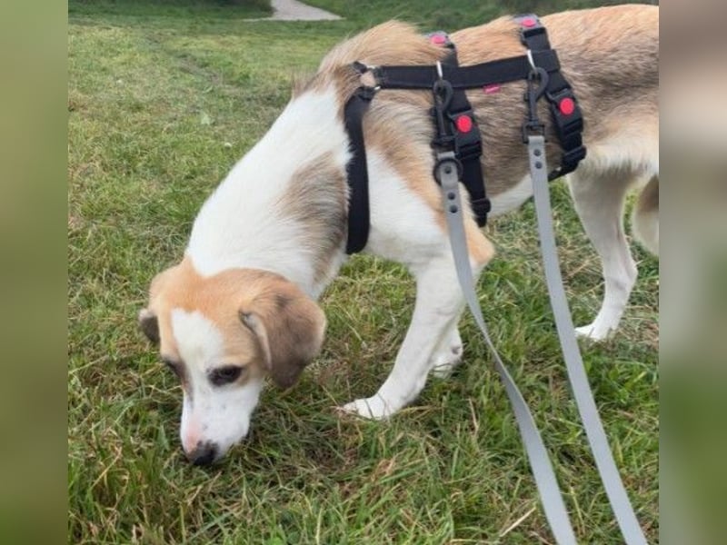 KLARA  - zauberhafte Junghündin sucht ihre Familie KLARA  - zauberhafte Junghündin sucht ihre Familie