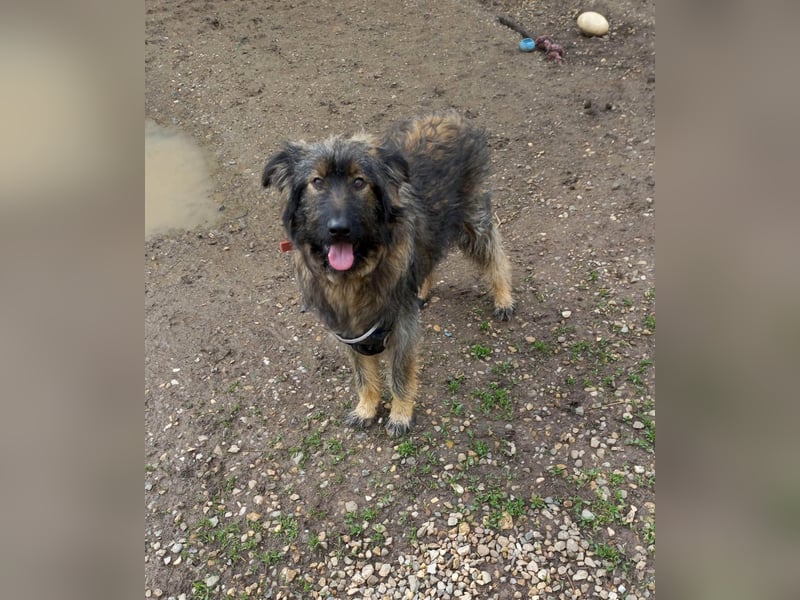 Wuscheliger Grey sucht seine Familie