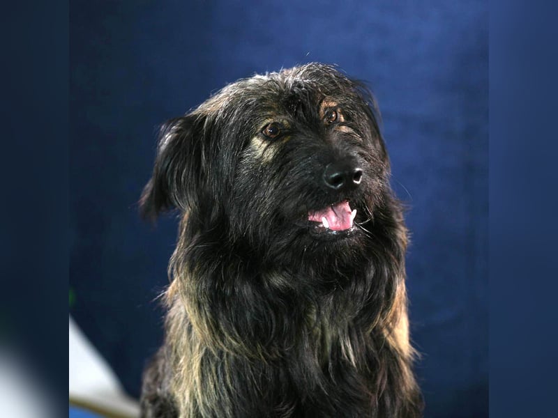 Wuscheliger Grey sucht seine Familie