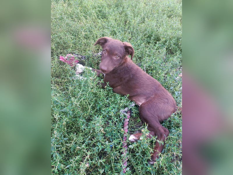 Süße Roua sucht ein Zuhause