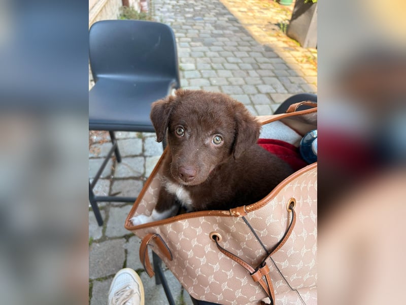 Süße Roua sucht ein Zuhause