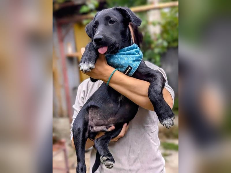 Süßer Paddy sucht seine Familie