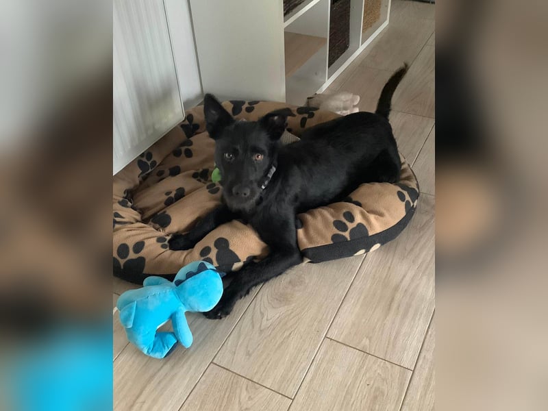 Verschmuster Korn sucht liebe Familie