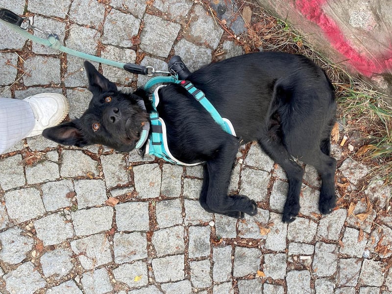 Verschmuster Korn sucht liebe Familie