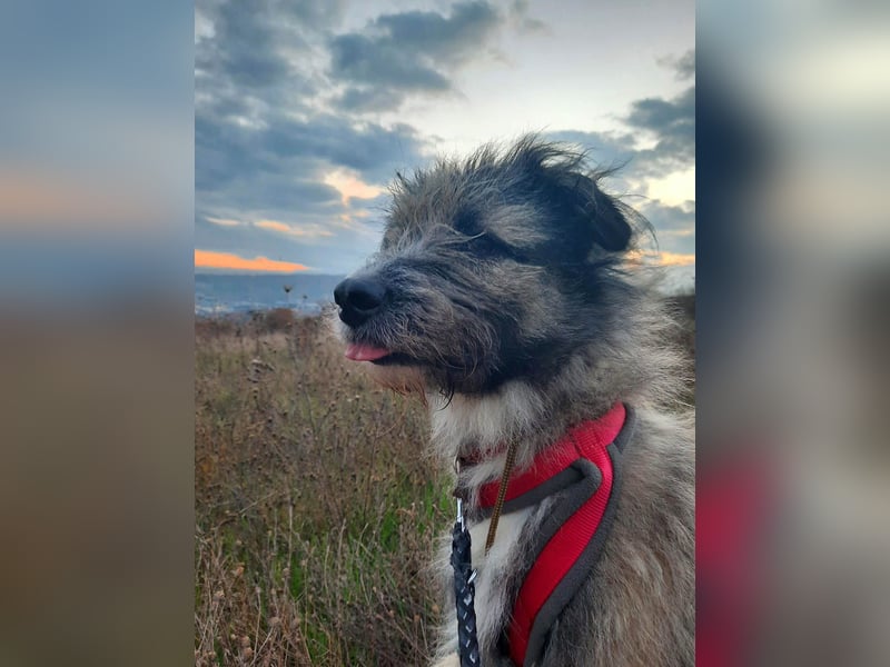 Süßer Smoky sucht liebe Familie