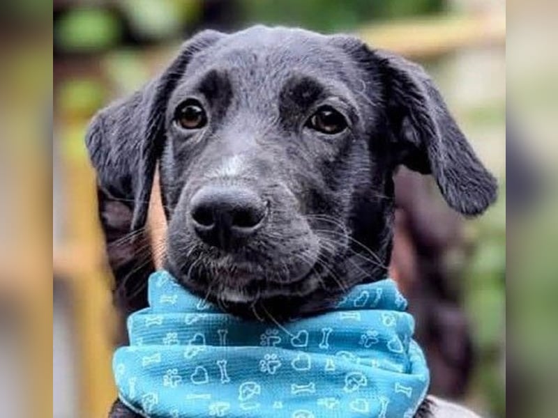 Süßer Paddy sucht seine Familie