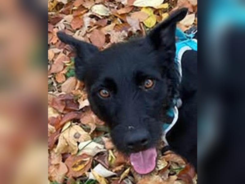 Verschmuster Korn sucht liebe Familie