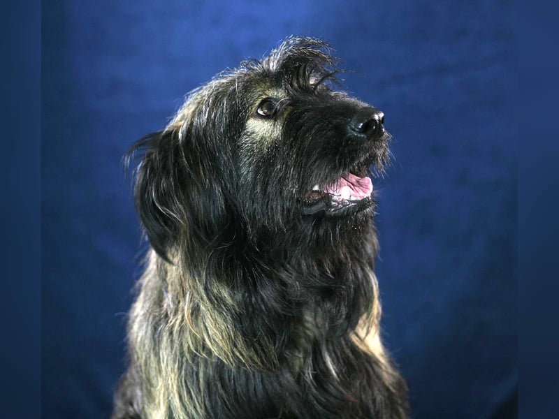 Wuscheliger Grey sucht seine Familie