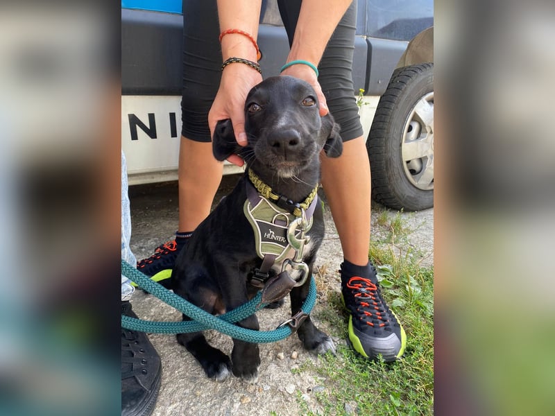 Süßer Paddy sucht seine Familie