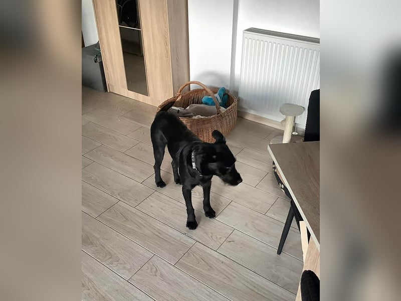 Verschmuster Korn sucht liebe Familie