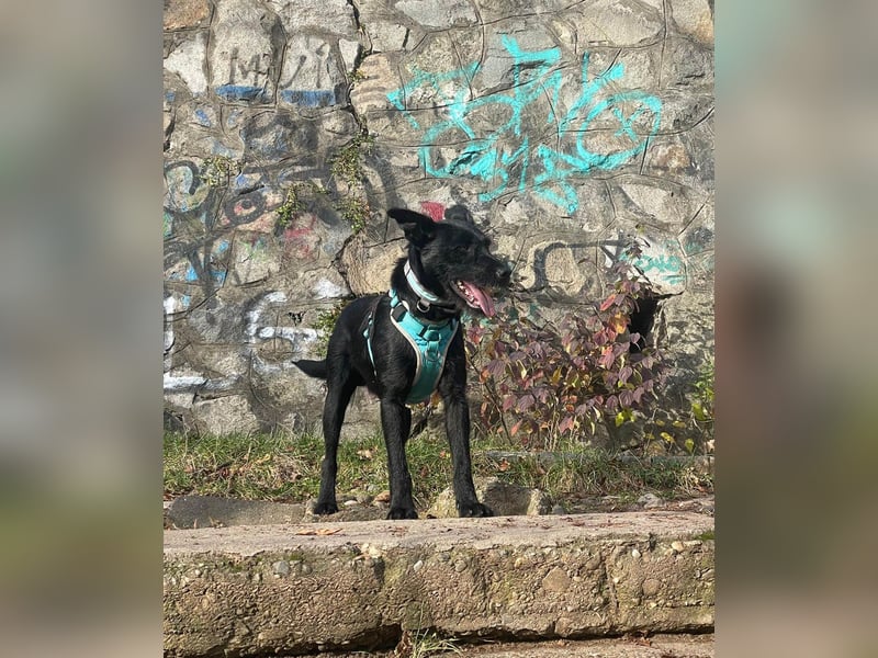 Verschmuster Korn sucht liebe Familie