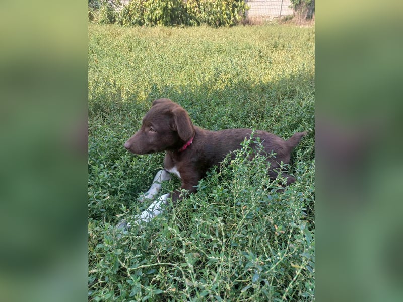 Süße Roua sucht ein Zuhause