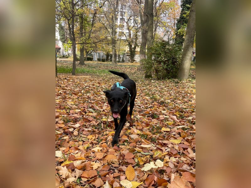 Verschmuster Korn sucht liebe Familie