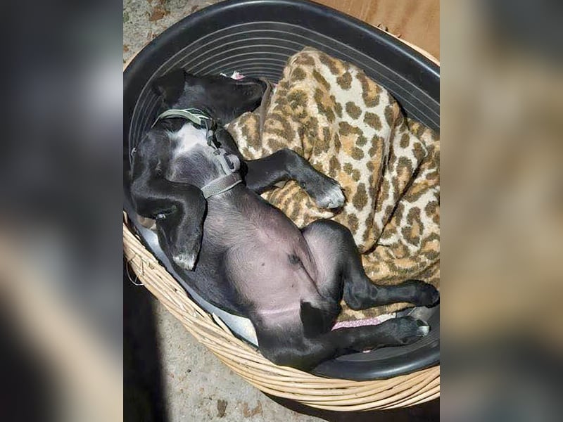 Süßer Paddy sucht seine Familie