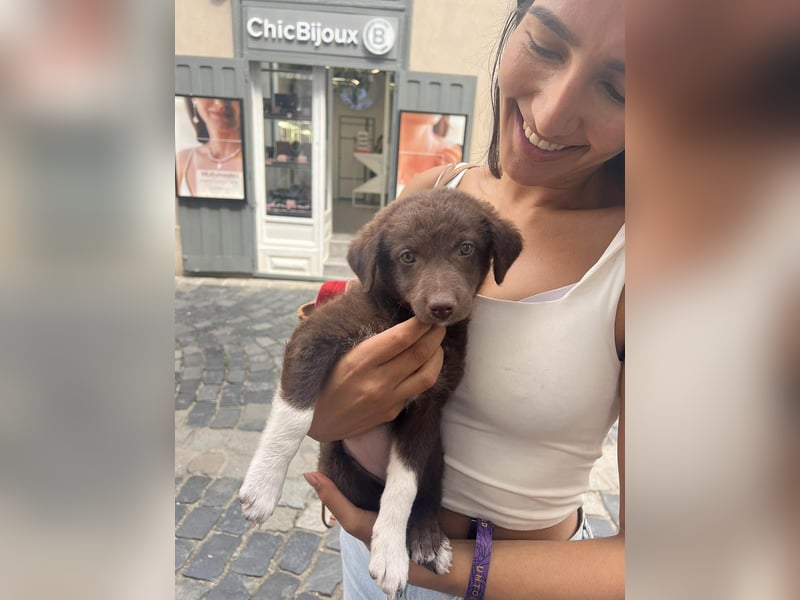 Süße Roua sucht ein Zuhause