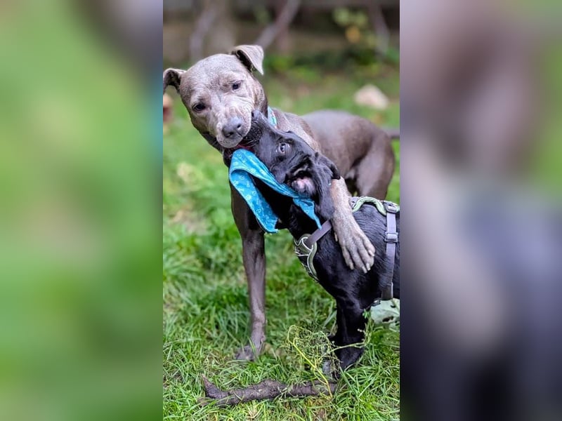 Süßer Paddy sucht seine Familie