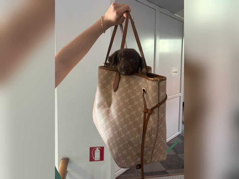 Süße Roua sucht ein Zuhause