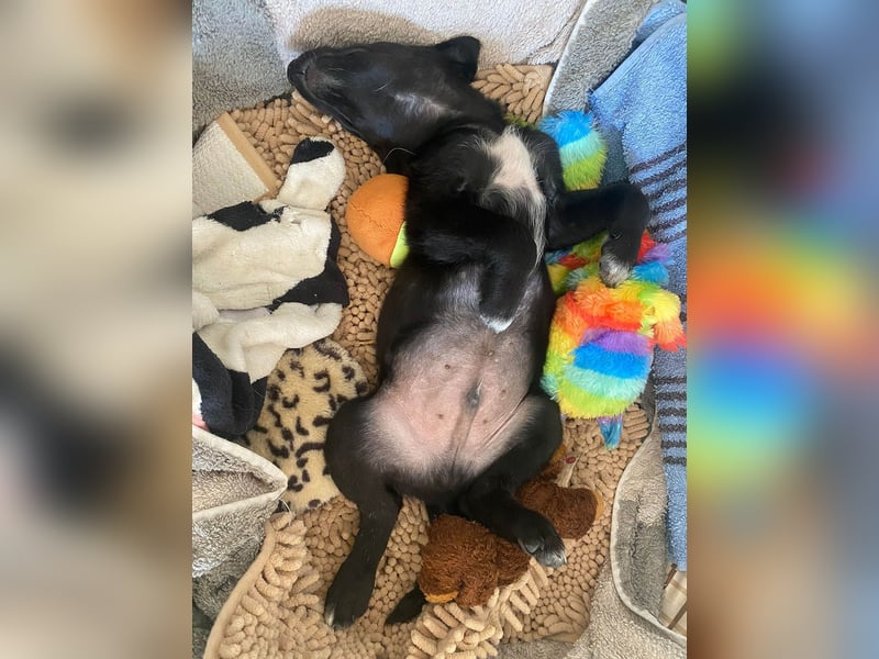 Süßer Paddy sucht seine Familie