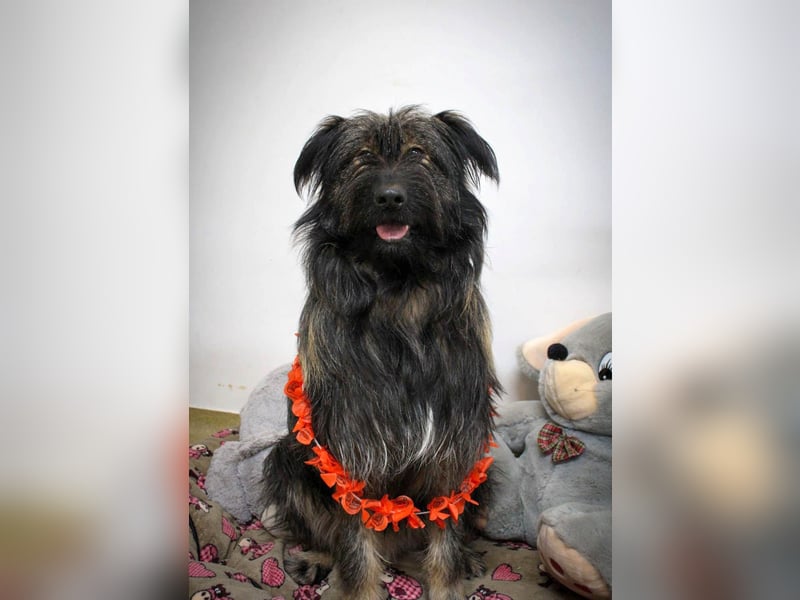 Wuscheliger Grey sucht seine Familie