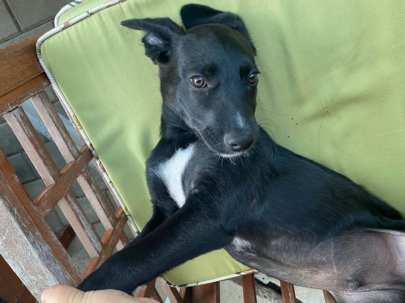 Süßer Paddy sucht seine Familie