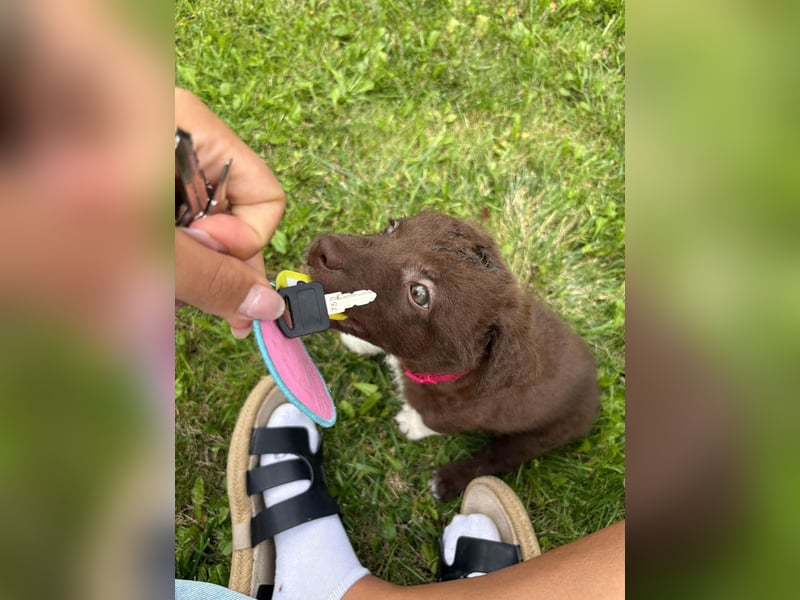 Süße Roua sucht ein Zuhause