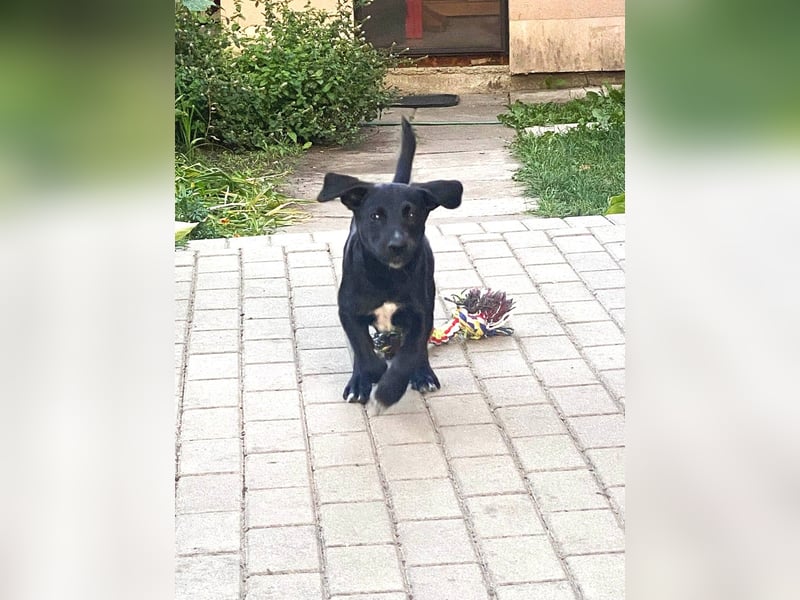 Süßer Paddy sucht seine Familie