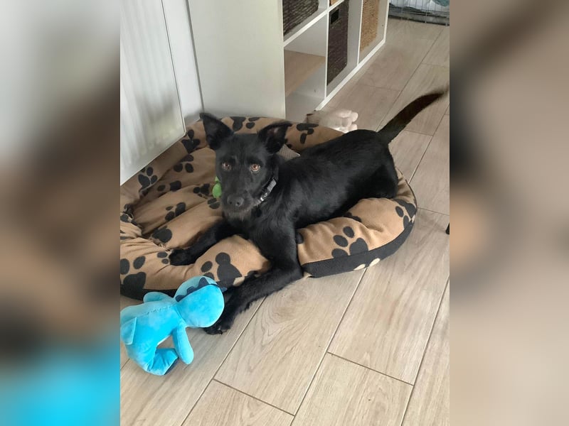 Verschmuster Korn sucht liebe Familie