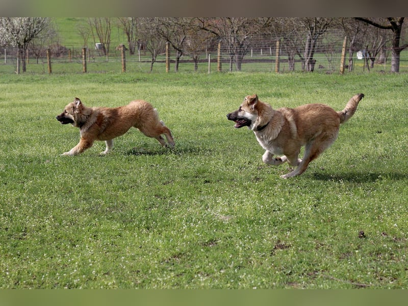Knuffige Arika sucht ihre eigene Familie