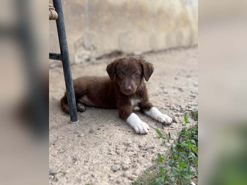 Süße Roua sucht ein Zuhause