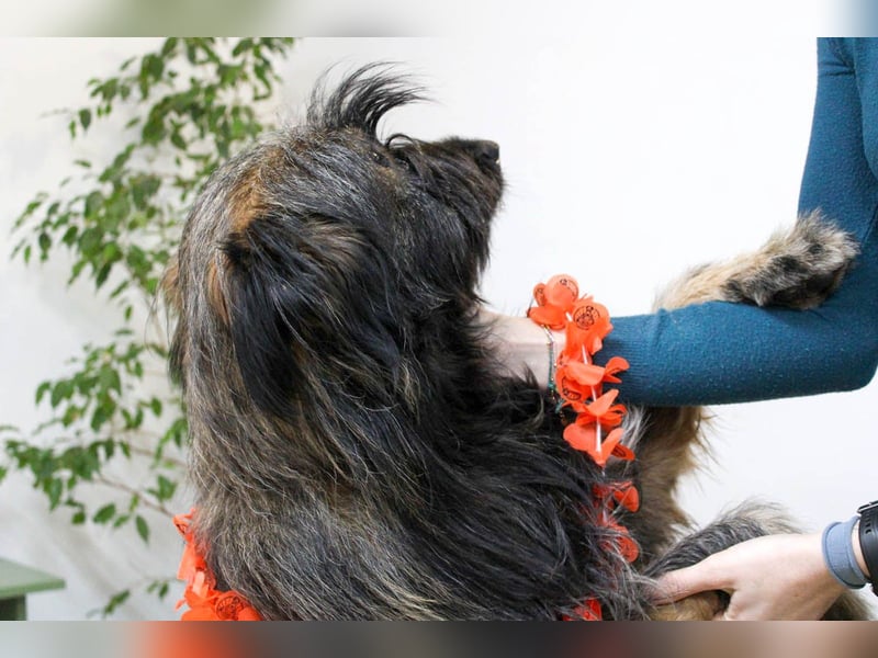 Wuscheliger Grey sucht seine Familie