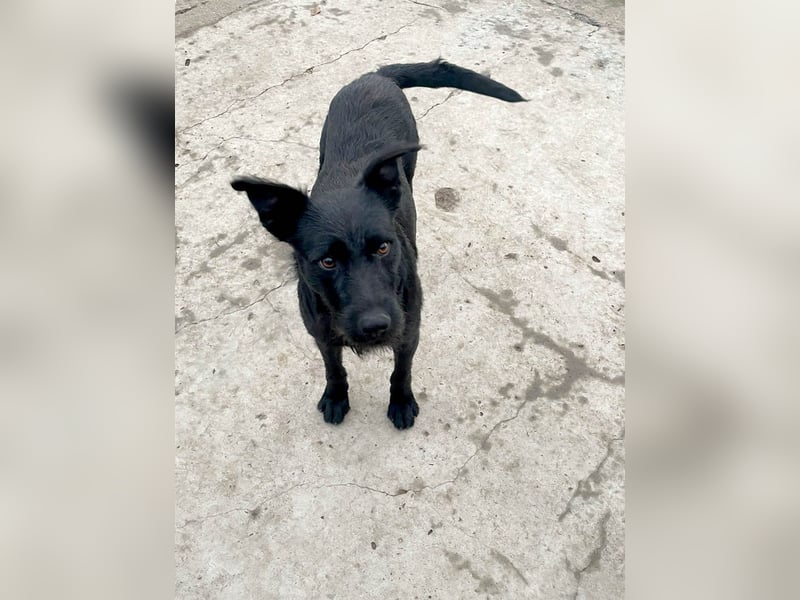 Verschmuster Korn sucht liebe Familie