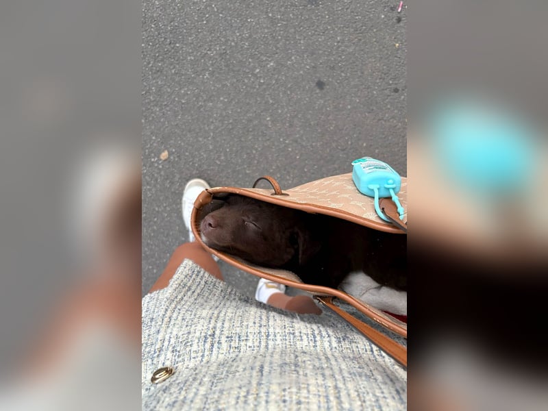 Süße Roua sucht ein Zuhause