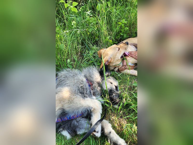 Süßer Smoky sucht liebe Familie