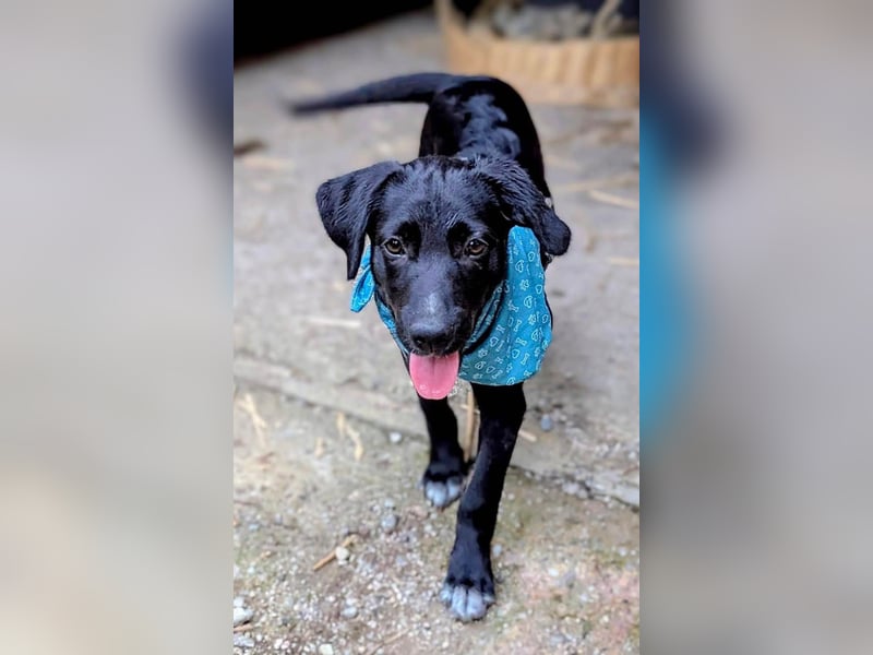 Süßer Paddy sucht seine Familie