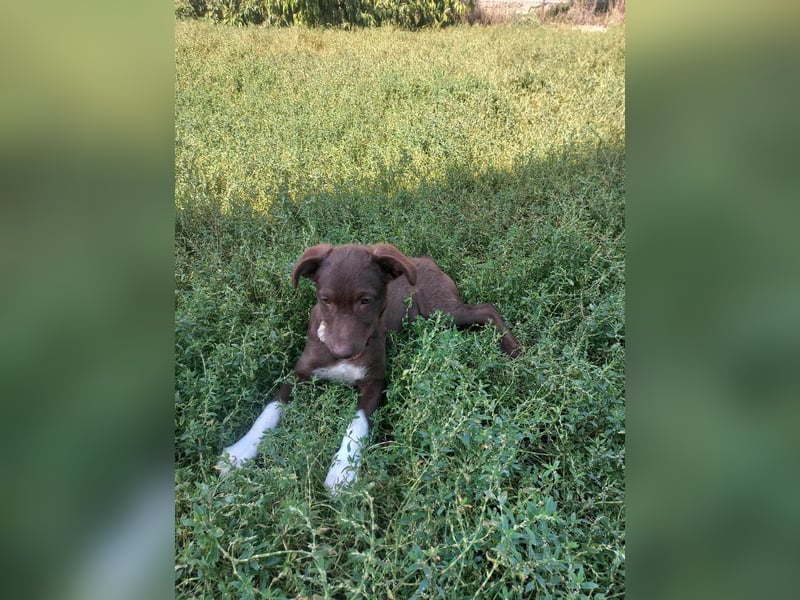 Süße Roua sucht ein Zuhause