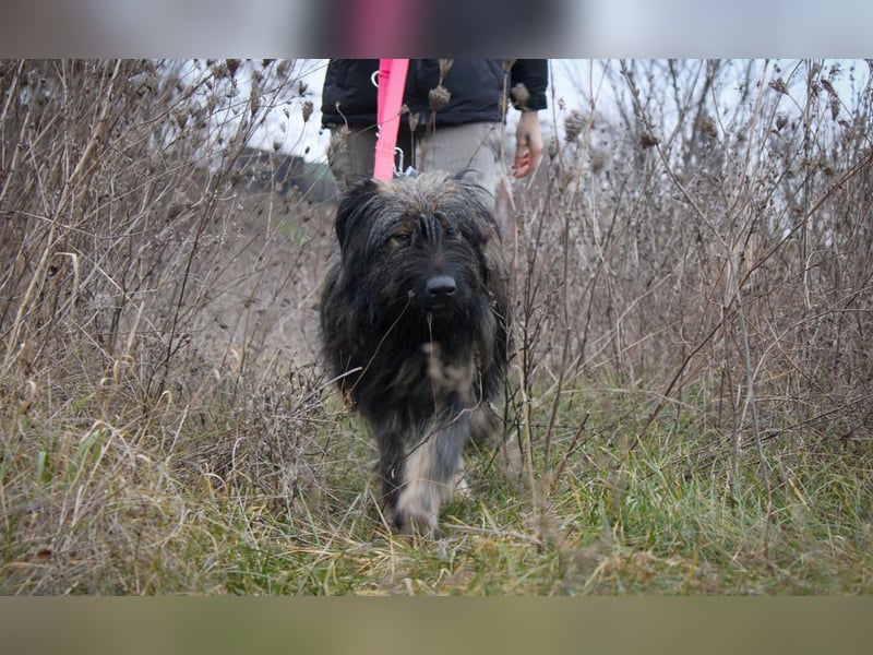 Wuscheliger Grey sucht seine Familie