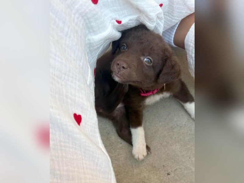 Süße Roua sucht ein Zuhause