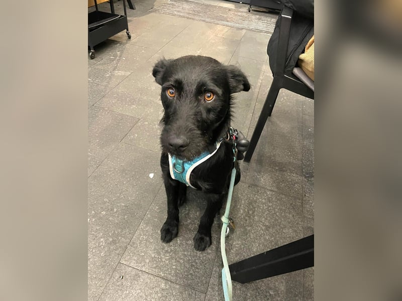 Verschmuster Korn sucht liebe Familie