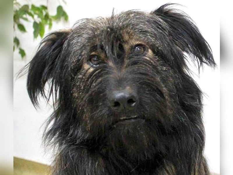 Wuscheliger Grey sucht seine Familie