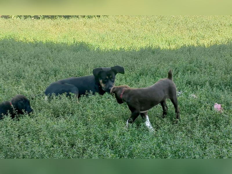 Süße Roua sucht ein Zuhause