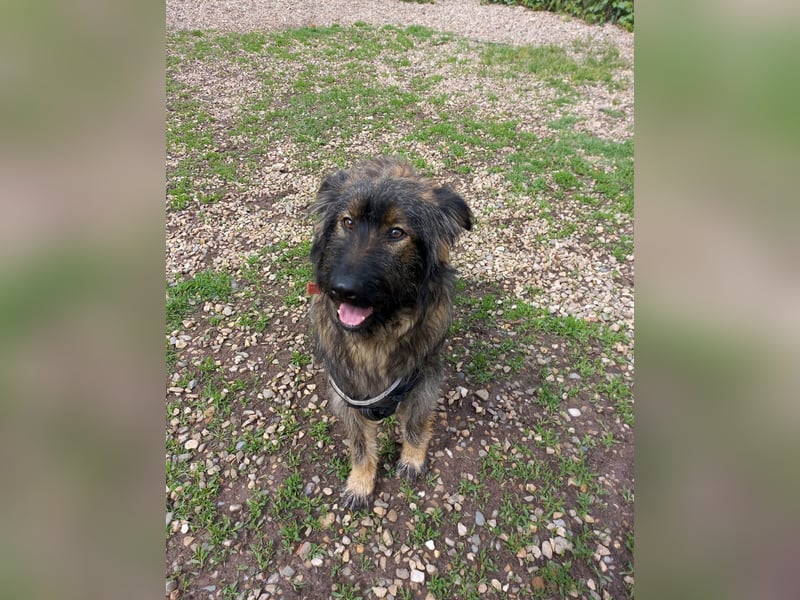 Wuscheliger Grey sucht seine Familie