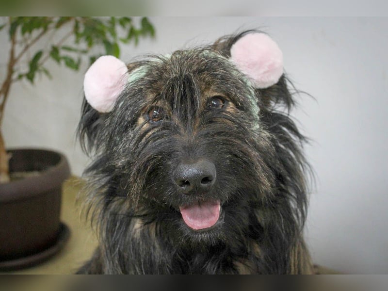 Wuscheliger Grey sucht seine Familie